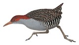 Slaty-breasted Rail Illustration