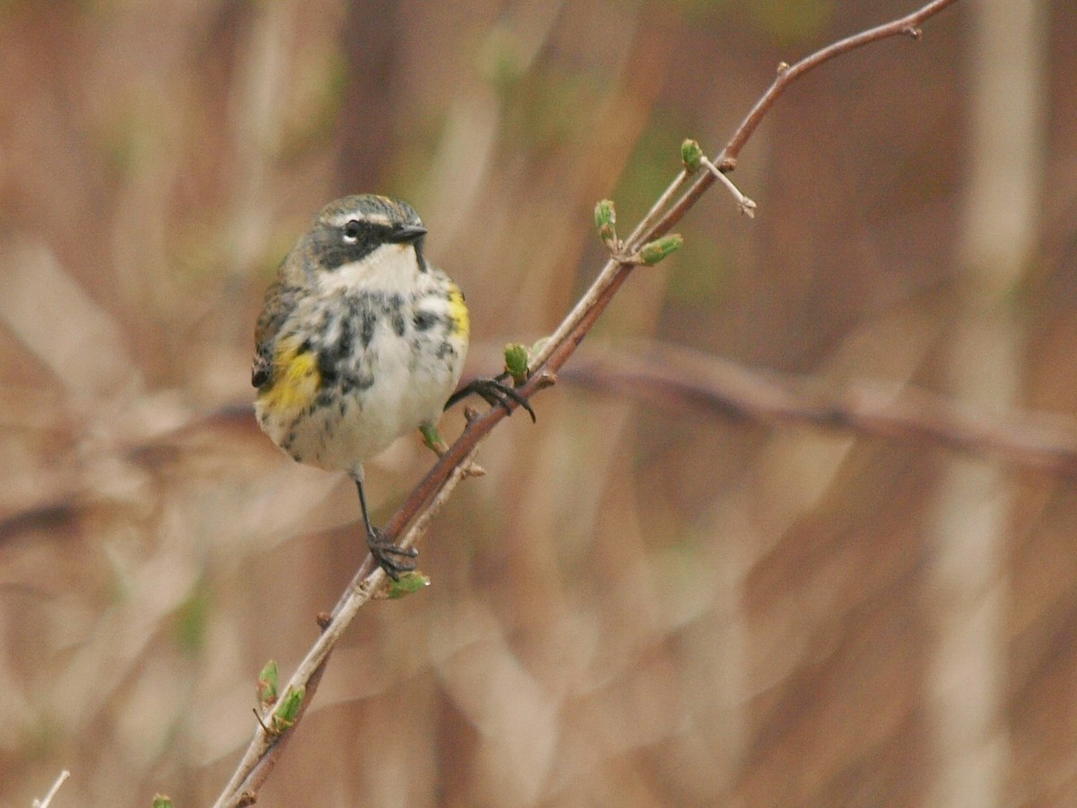 Yellow-rumped Warbler (Myrtle) - Bill Bunn