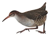 Brown-banded Rail Illustration