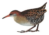 Lewin's Rail Illustration