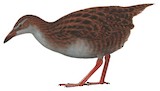 Weka Illustration