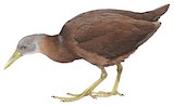 Chestnut Rail Illustration