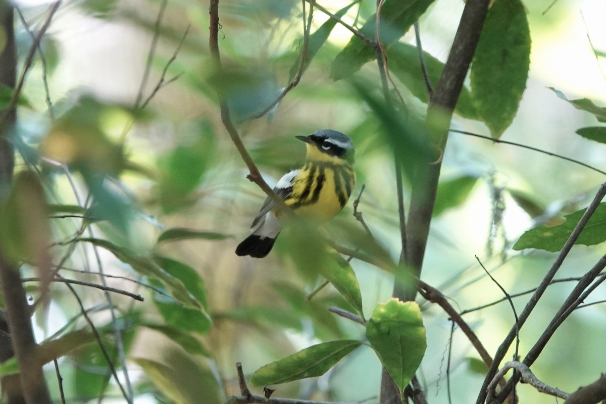 Magnolia Warbler - Kathryn Young