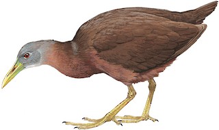 Chestnut Rail - Gallirallus castaneoventris - Birds of the World