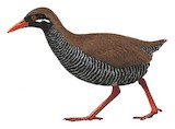 Okinawa Rail Illustration