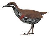 Barred Rail Illustration