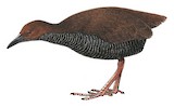 Pink-legged Rail Illustration