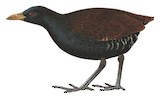 Woodford's Rail Illustration