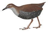 Guam Rail Illustration