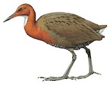 White-throated Rail Illustration