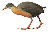 Rouget's Rail Illustration