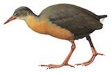 Rouget's Rail Illustration