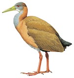 Giant Wood Rail Illustration