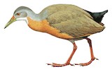 Little Wood Rail Illustration