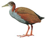 Red-winged Wood Rail Illustration