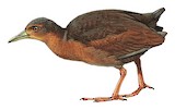 Uniform Crake Illustration