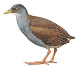 Colombian Crake Illustration