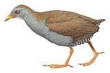 Paint-billed Crake Illustration