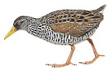 Spotted Rail Illustration