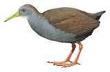 Blackish Rail Illustration