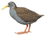 Plumbeous Rail Illustration