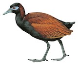 Blue-faced Rail Illustration