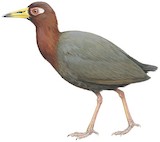 Talaud Rail Illustration