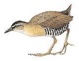 Yellow-breasted Crake Illustration