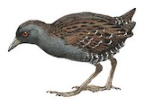 Dot-winged Crake Illustration