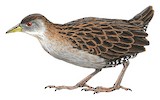 Ash-throated Crake Illustration