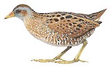 Spotted Crake Illustration