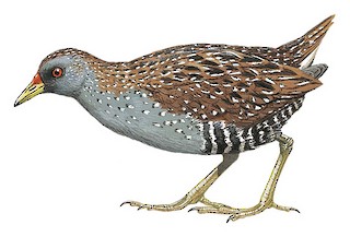 Kapel Converge interferens Illustrations - Australian Crake - Porzana fluminea - Birds of the World