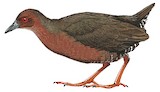 Ruddy-breasted Crake Illustration