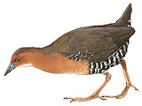 Band-bellied Crake Illustration