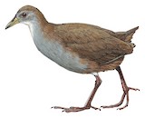 Brown Crake Illustration