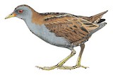 Little Crake Illustration