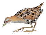 Baillon's Crake Illustration