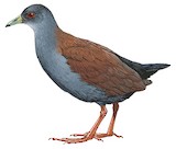 Black-tailed Crake Illustration