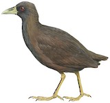 Talaud Bush-hen Illustration