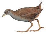 Pale-vented Bush-hen Illustration