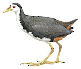 White-breasted Waterhen Illustration