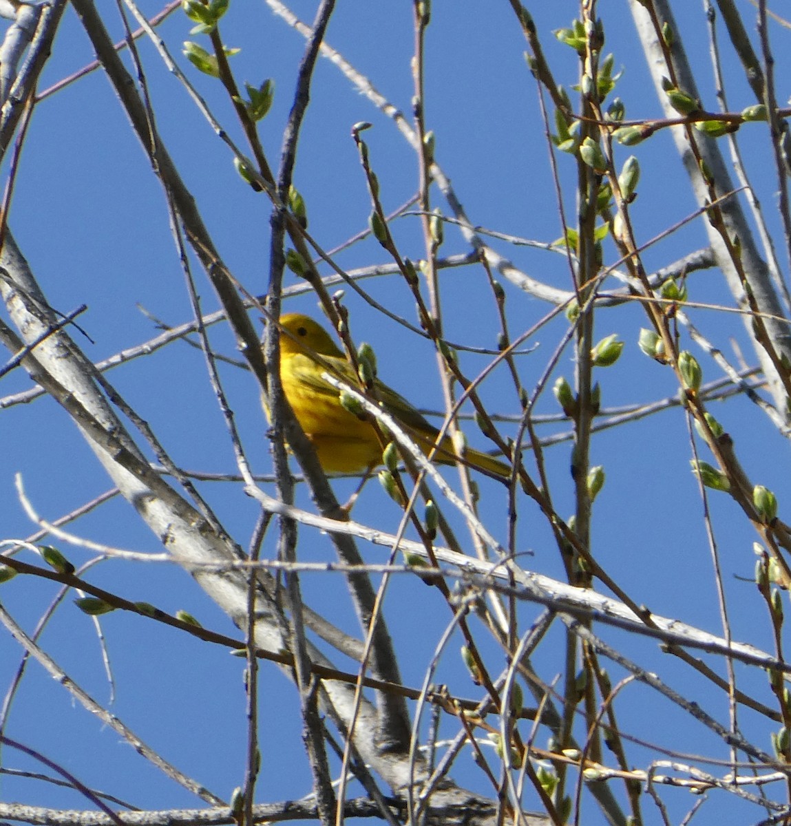 Yellow Warbler - ML152820751