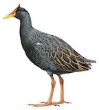 Watercock Illustration