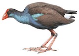 Australasian Swamphen Illustration