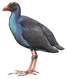 Black-backed Swamphen Illustration