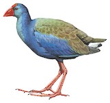 African Swamphen Illustration