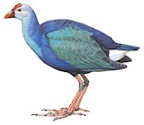 Grey-headed Swamphen Illustration