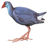 Western Swamphen Illustration