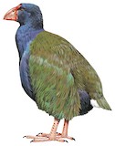 South Island Takahe Illustration