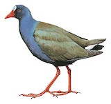 Allen's Gallinule Illustration